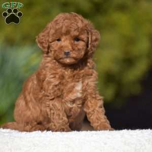 Kassie, Miniature Poodle Puppy